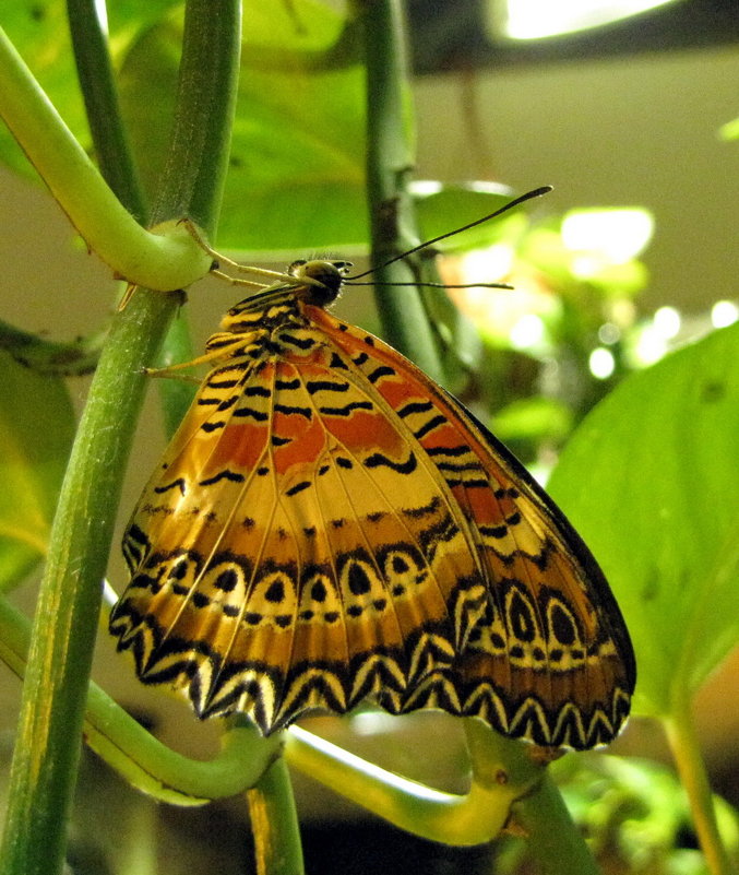 Тропические бабочки - Николай 