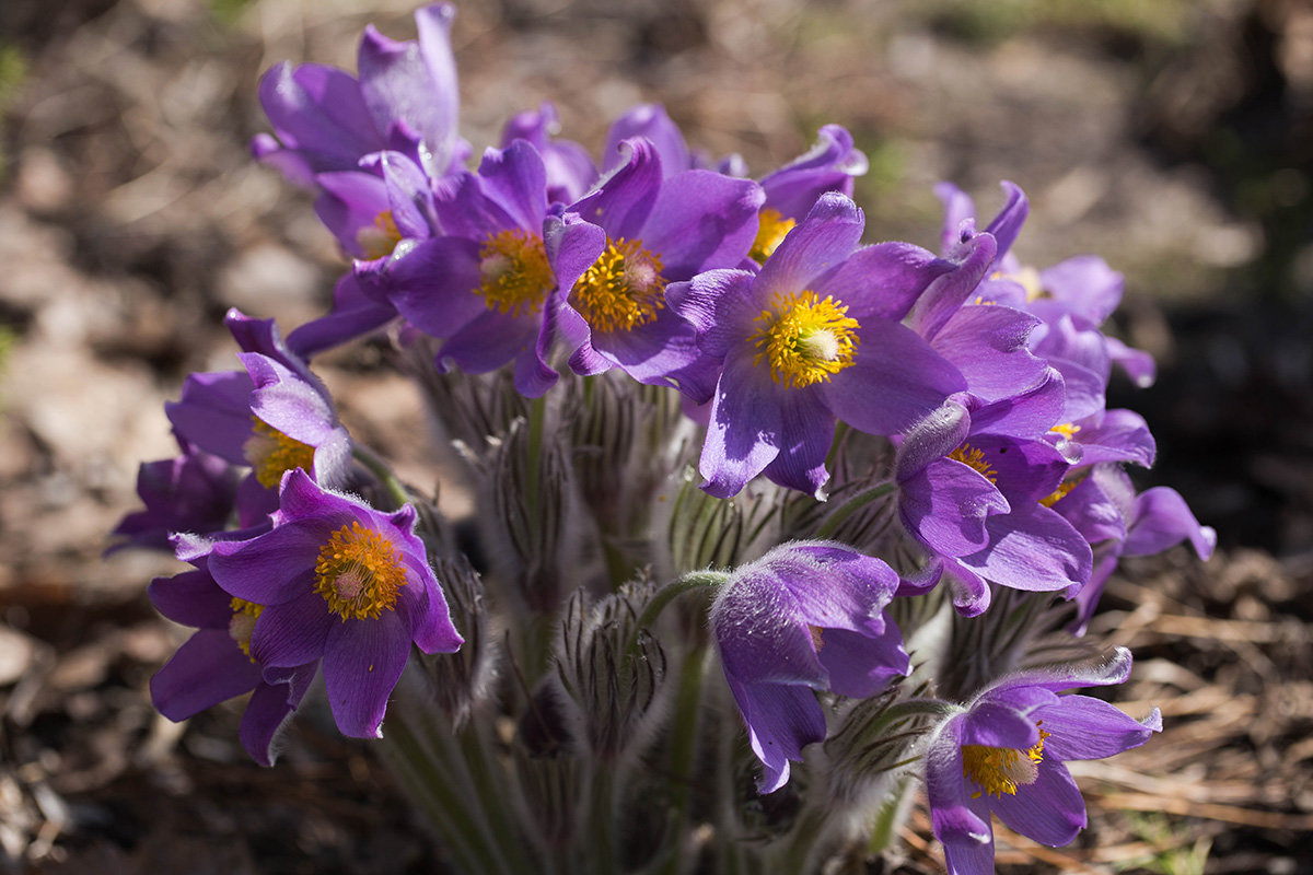 Прострел Луговой Pulsatilla pratensis (l.) Mill.