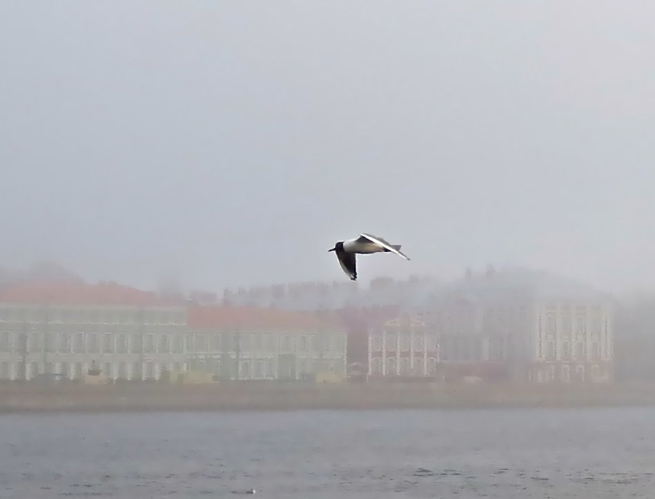 чайка над туманным городом - Елена 