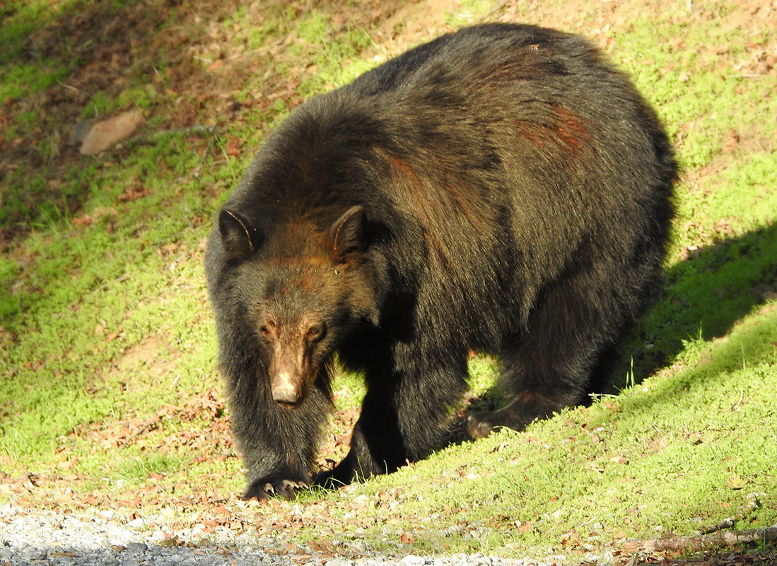 черный медведь - svabboy photo