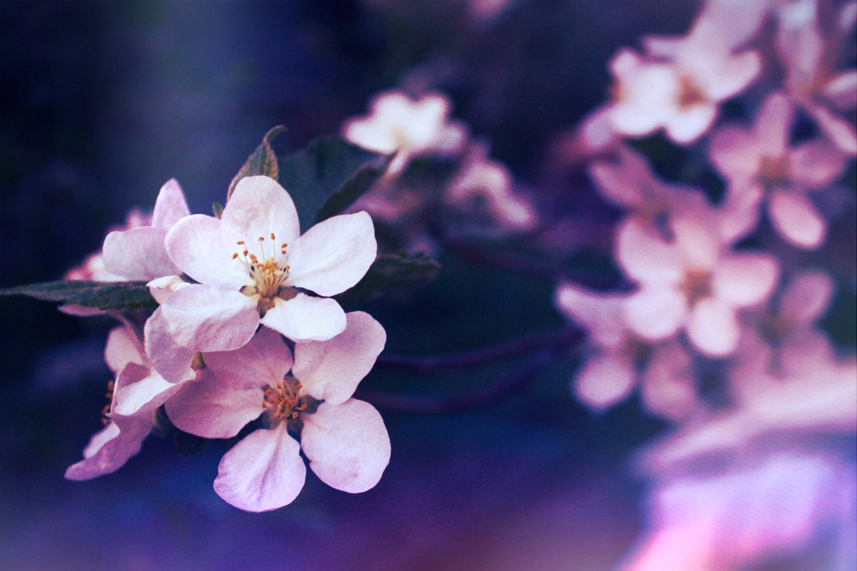Spring flowers - Amelia Elenberger
