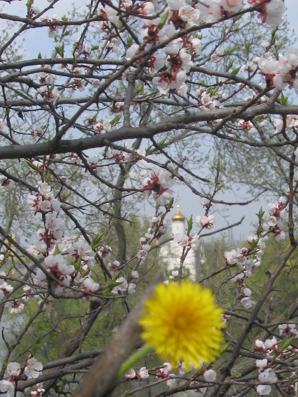 Ода одуванчику в цвету на фоне храма - Алекс Аро Аро