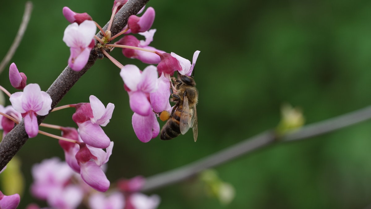 Пчела на цветке церциса - Balakhnina Irina