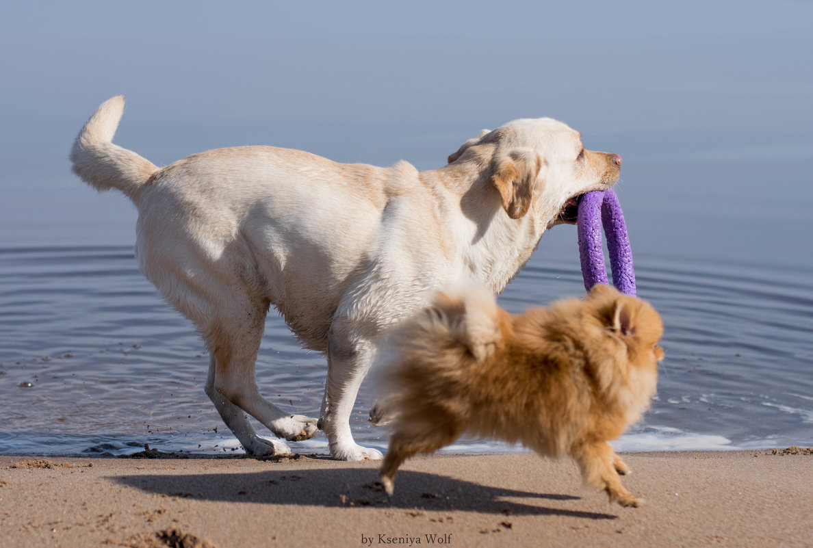 Собаки на пляже - Kseniya Wolf