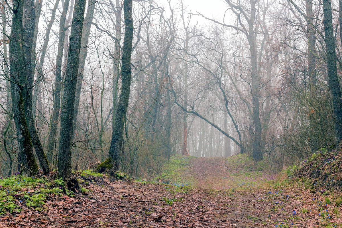 Когда туман в лесу - Юрий Стародубцев