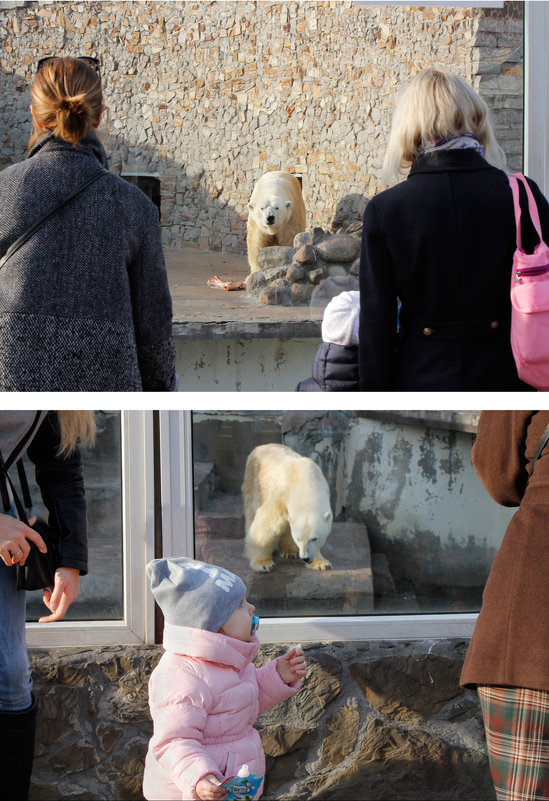 почти белый медведь - Oksana K 