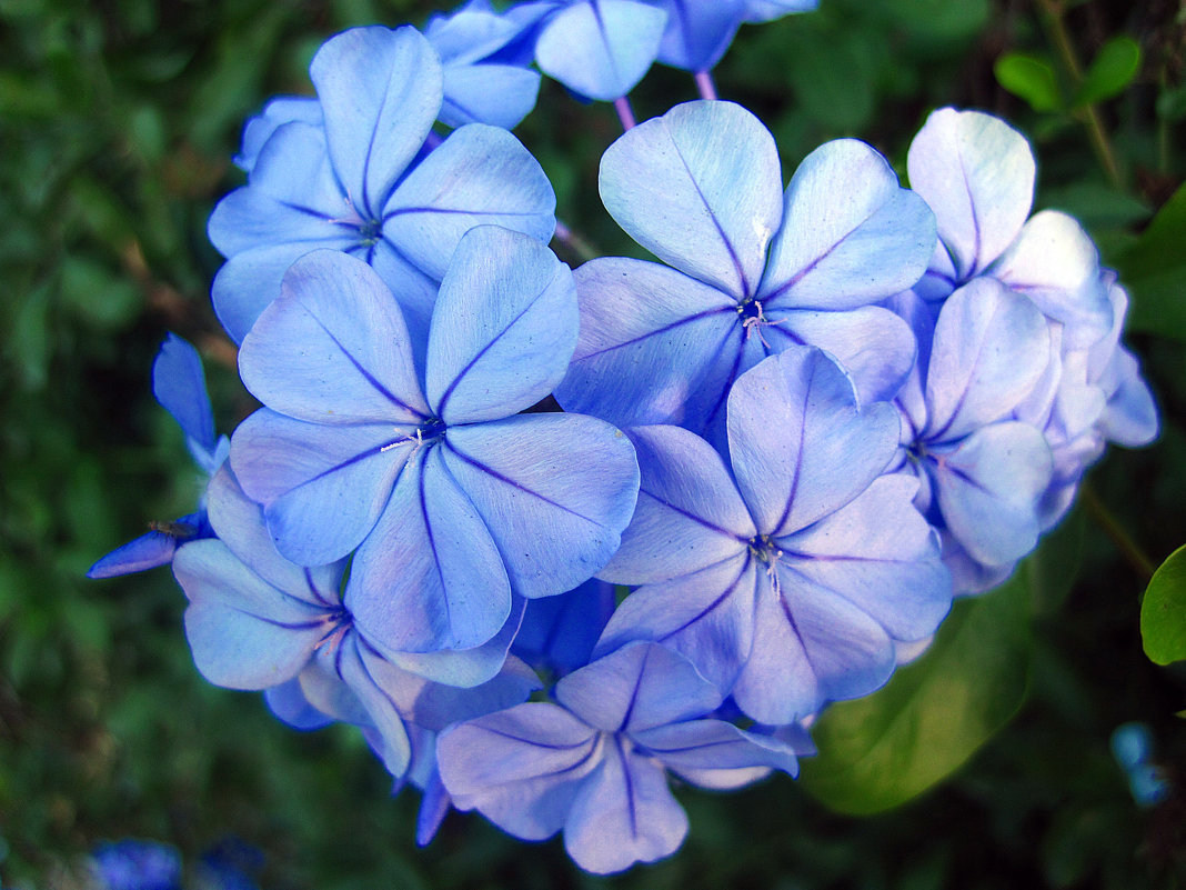 Голубые цветы - Lukum 