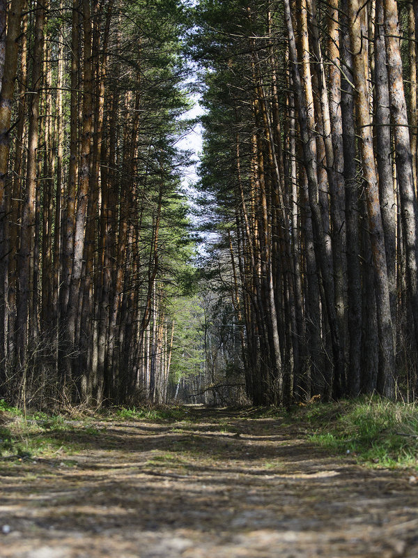Прекрасный сосновый лес - Юлия Сергеева