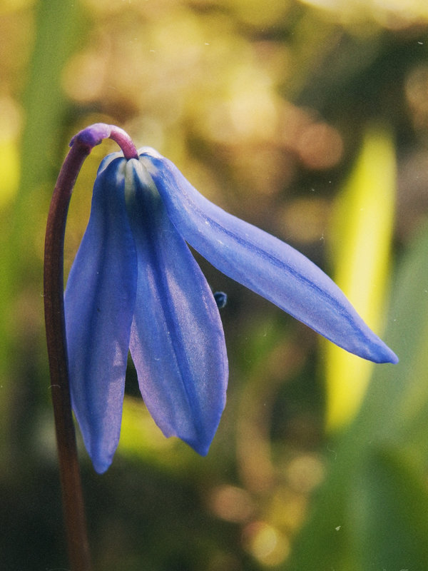 соло - BioJ .