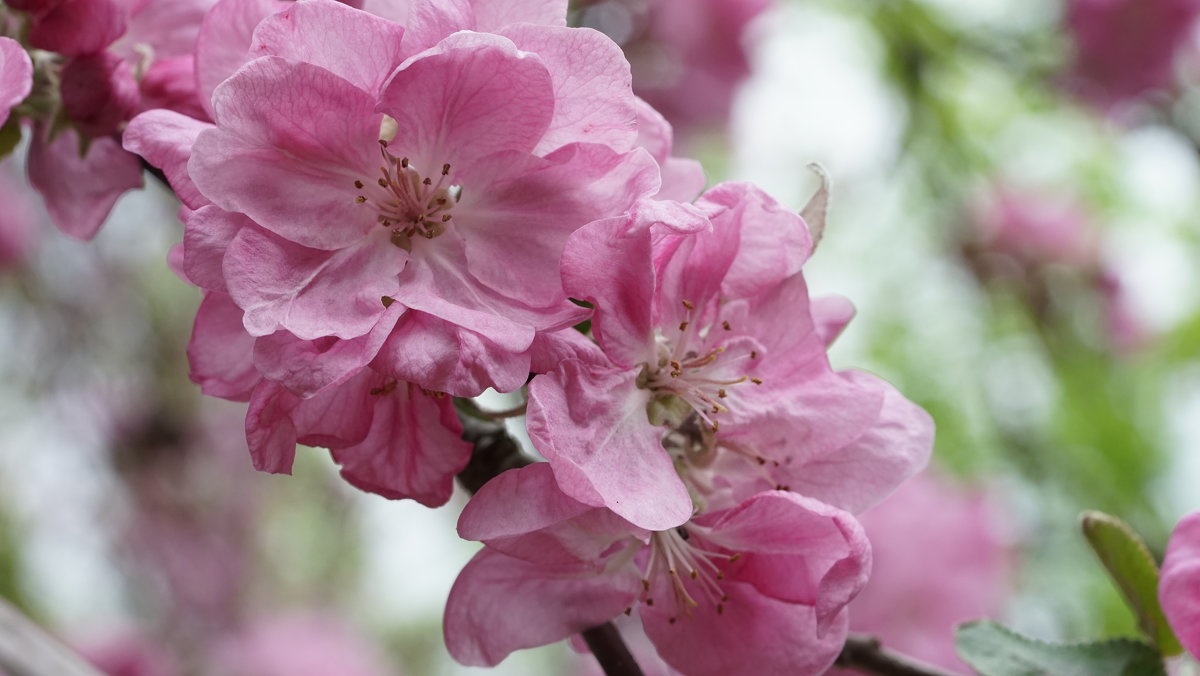 Розовые цветы яблони - Balakhnina Irina