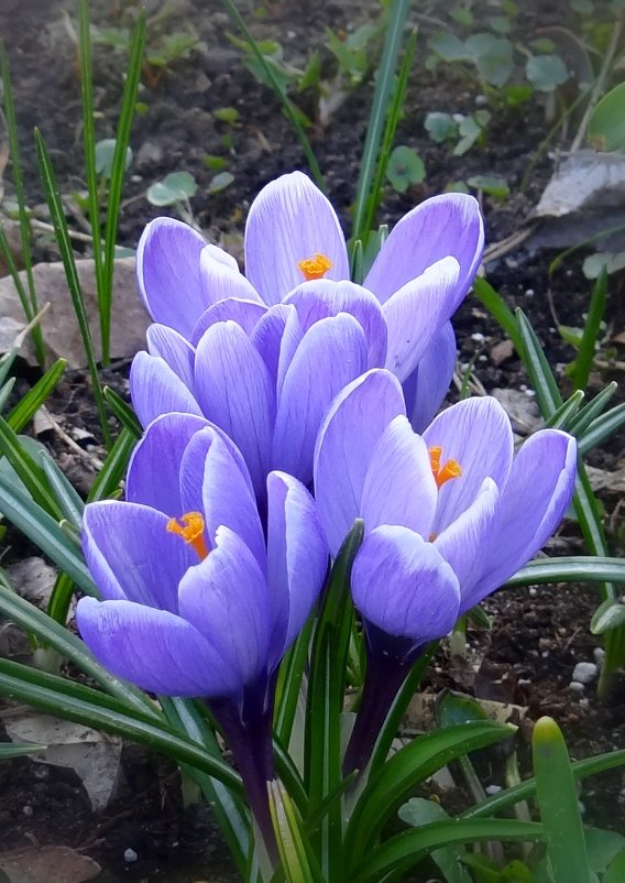 Весны очарование - Ольга 