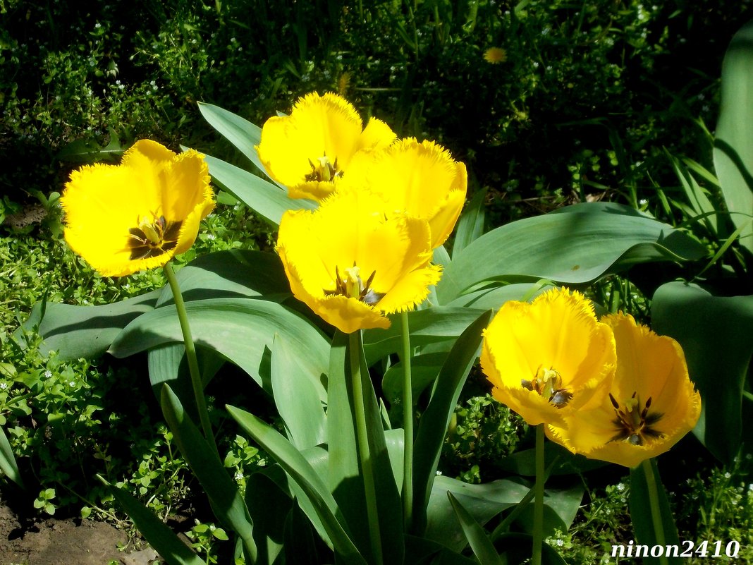 Солнечные тюльпаны - Нина Бутко