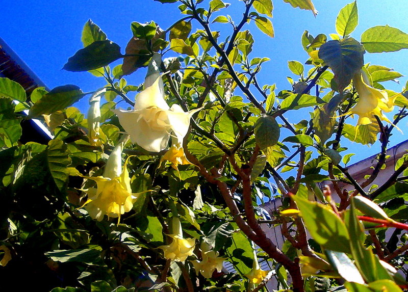 Цветет бругмансия - Герович Лилия 