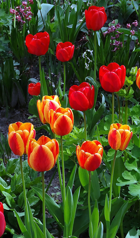 Киевские тюльпаны Фото №5 - Владимир Бровко