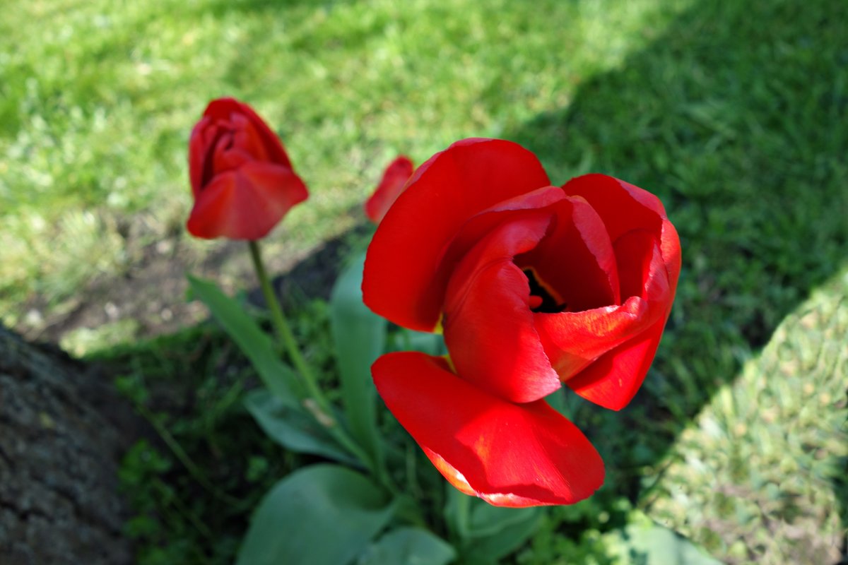 "Красные тюльпаны - шёлковые чаши, По весне лазурной нет нежней и краше..." - Galina Dzubina