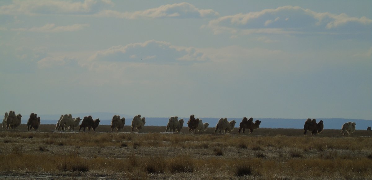 Солончаковые степи на границе с Монголией - Анна 