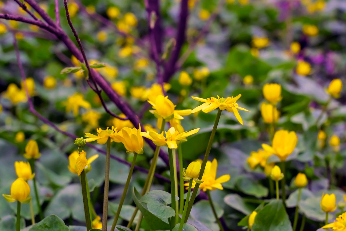 Желтые весенние цветы - Юрий Стародубцев