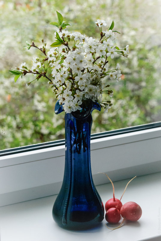 Утренний натюрморт с синей вазой и вишневым цветом - Валерий Голоха