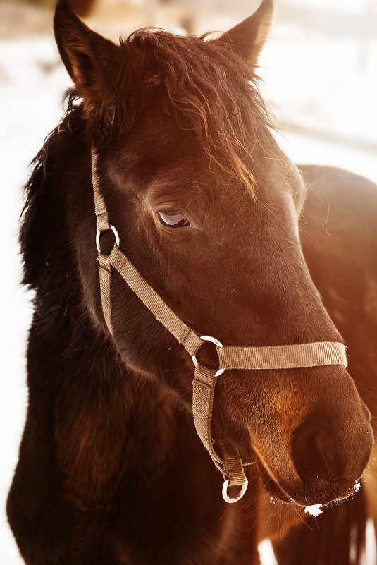 Сила лошади познается в далеком пути, сердце человека - с течением времени. - Светлана Салахетдинова