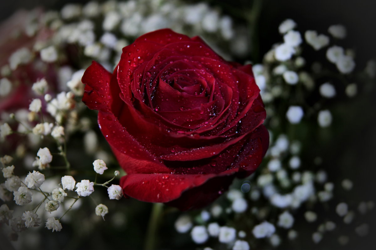 роза красная - leoligra 