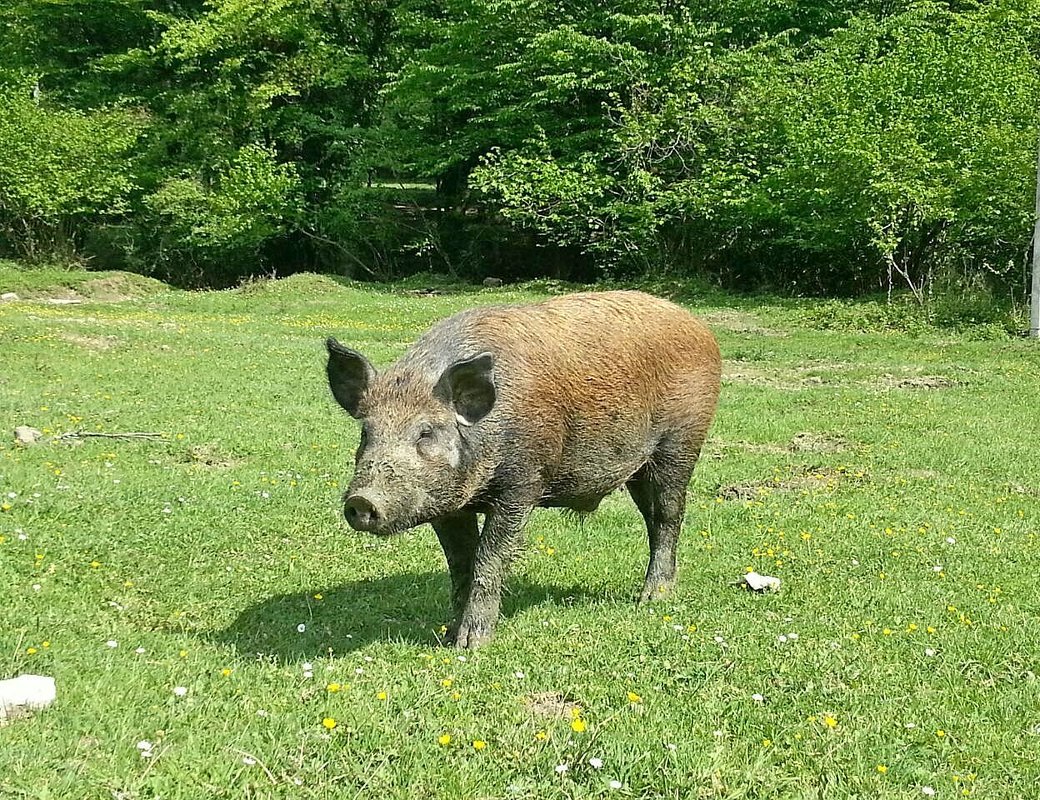 ПРОГУЛКА В ГОРАХ - Tata Wolf