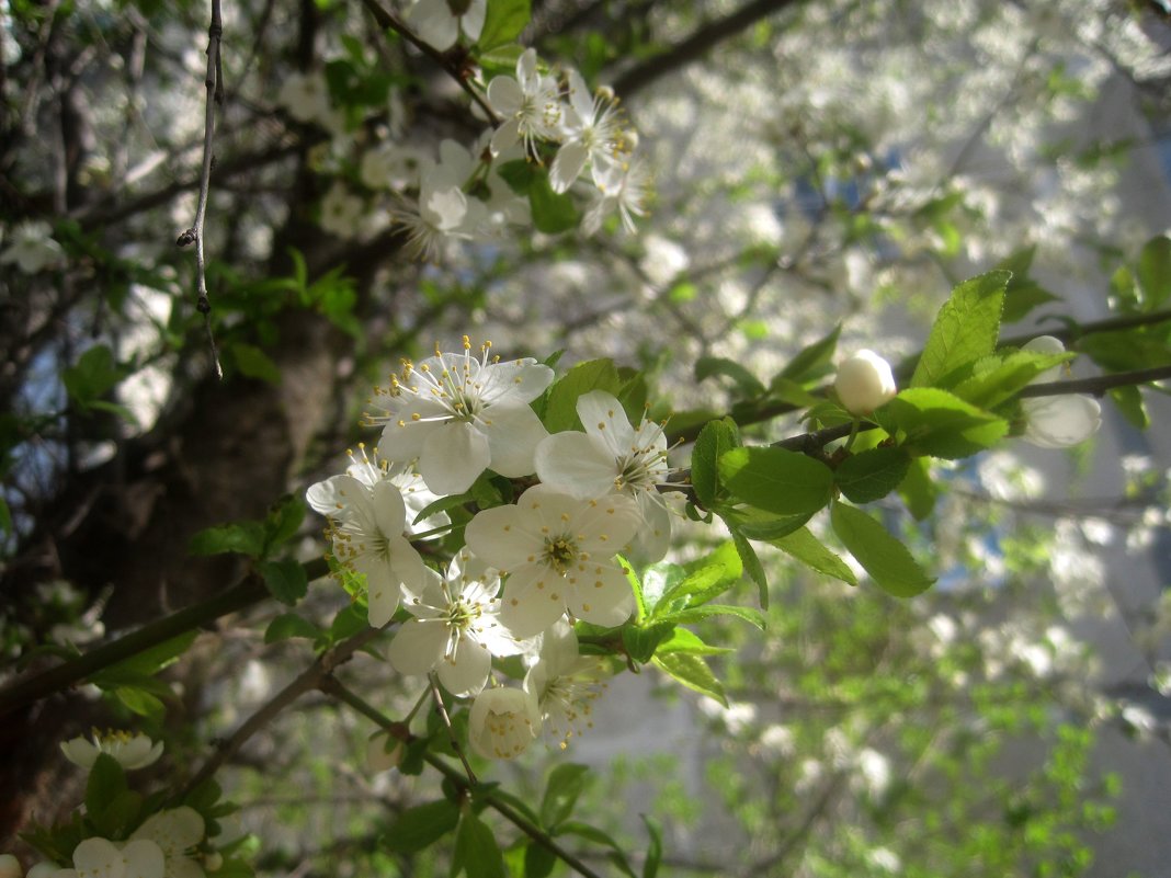 Цветение вишни - Елена Семигина