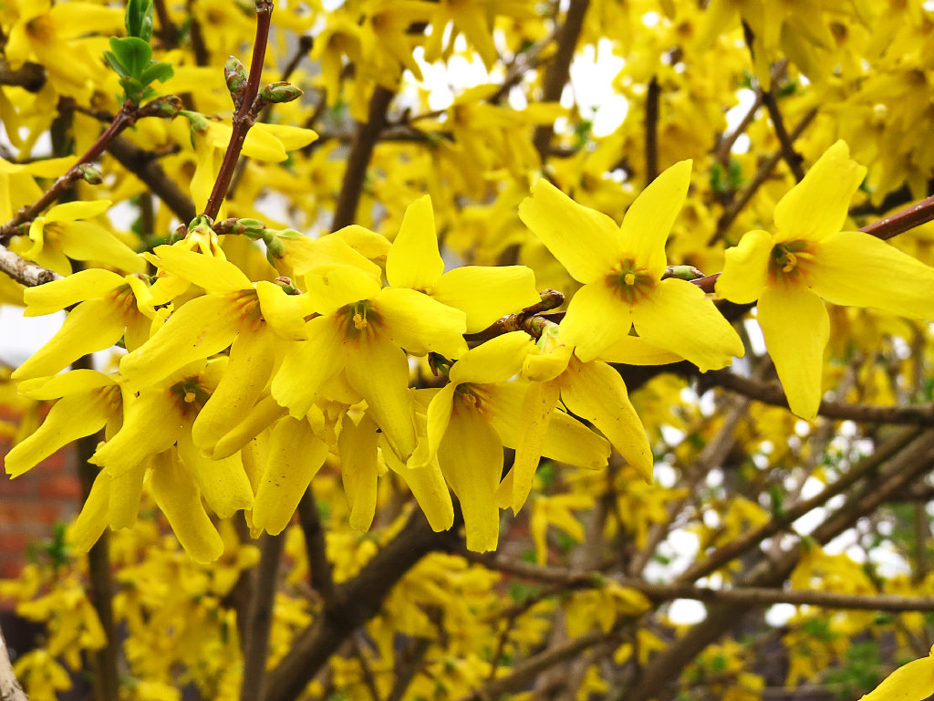 Форзиция промежуточная (Forsythia Intermedia Lynwood c2