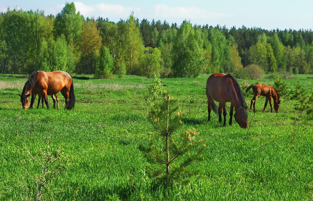 В холмах зелёных табуны коней... - Лесо-Вед (Баранов)