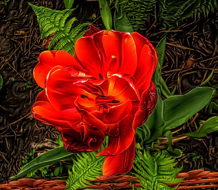 махровый тюльпан - Irina 