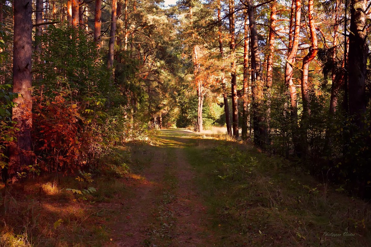 Иду лесом - Виктор Филиппов
