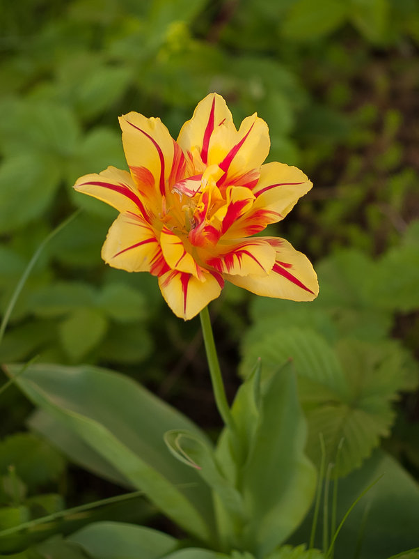 Жар-цветок - Анастасия 