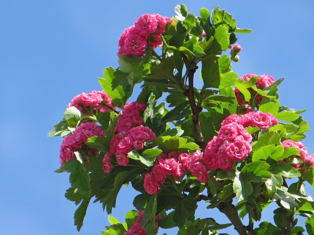 Боярышник с розовыми махровыми цветами великолепно смотрится весной во время цветения! - Татьяна Смоляниченко