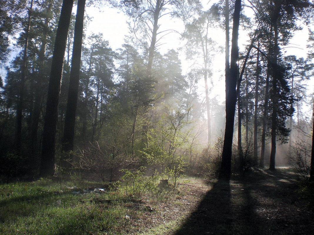 Утро в лесу - Сергей Гвоздев