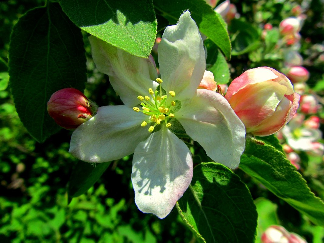 Яблоньки цветы - Сергей Карачин
