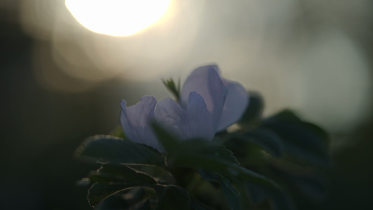 Цветок шиповника, на фоне уходящего солнца - Balakhnina Irina
