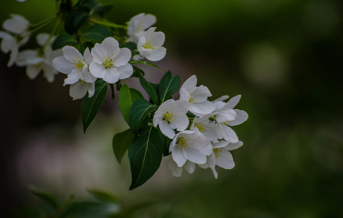 Белые цветочки - Софья Оганова