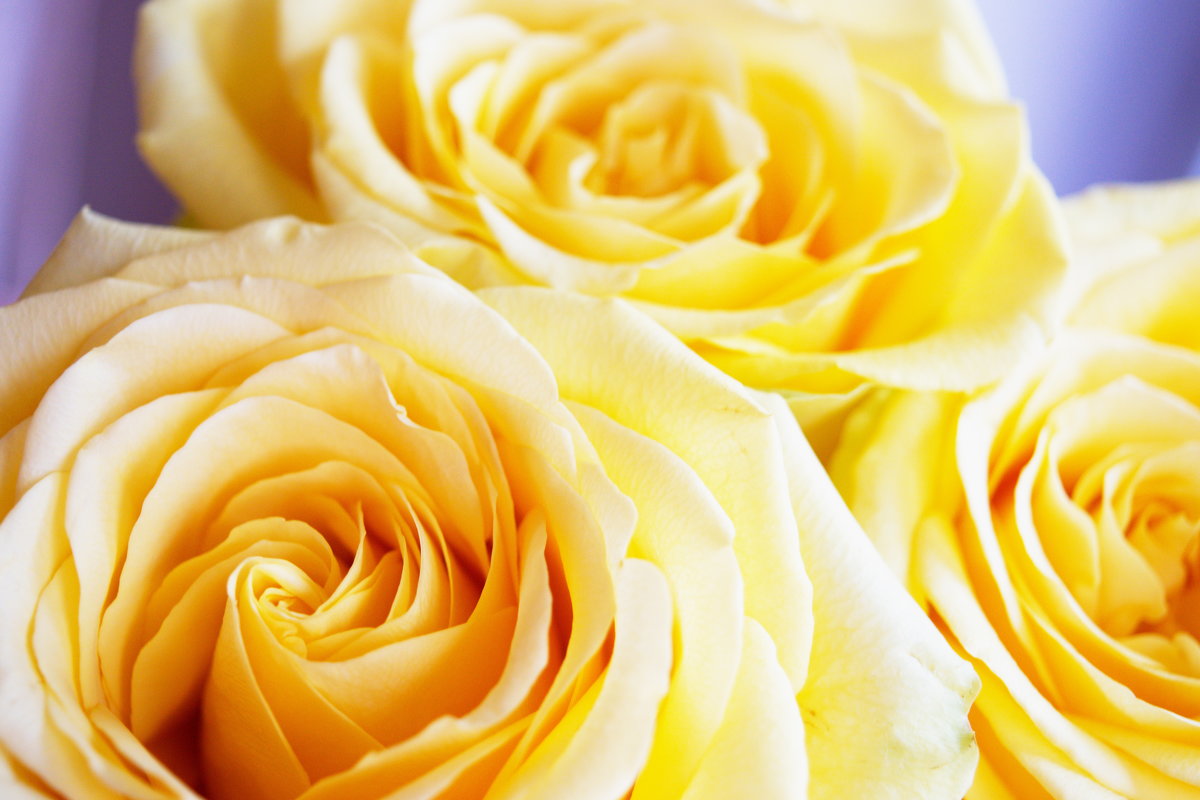 Жёлтые розы - Мария 