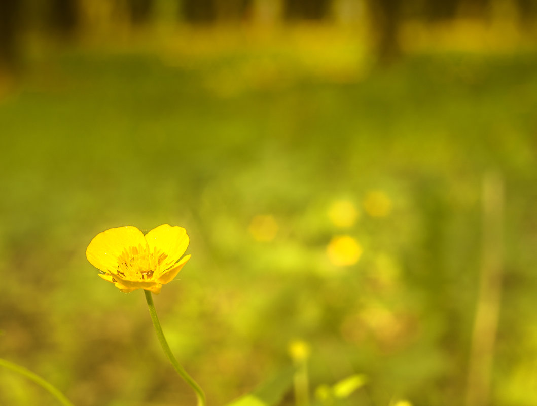 Солнечный цветок - Андрей Михайлин