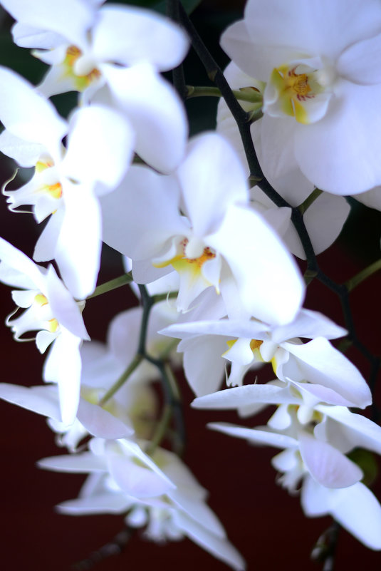 orchid - kukuruza 
