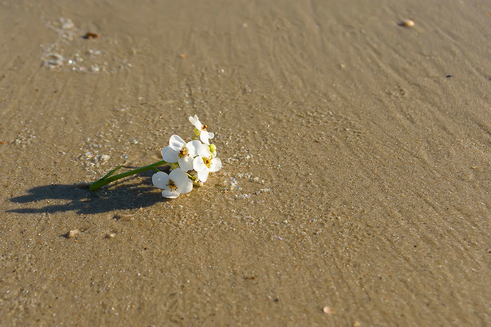 цветок на песке - Iryna K