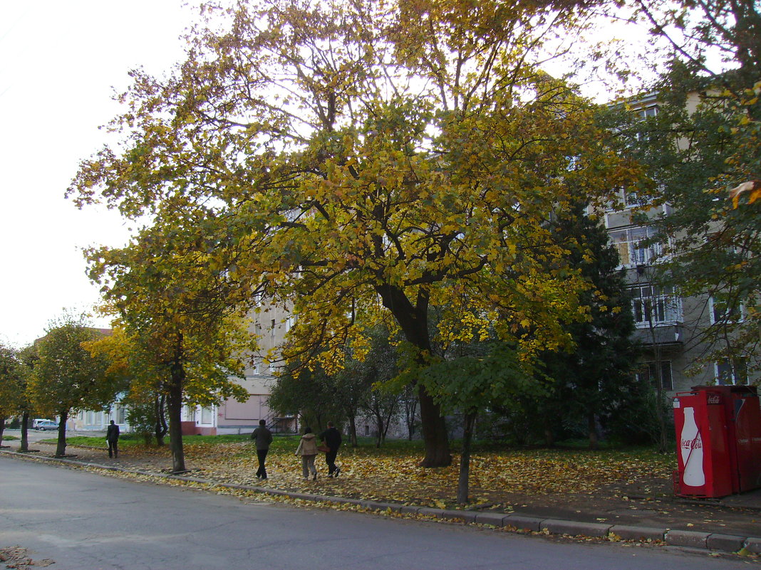 Осень  в  Ивано - Франковске - Андрей  Васильевич Коляскин