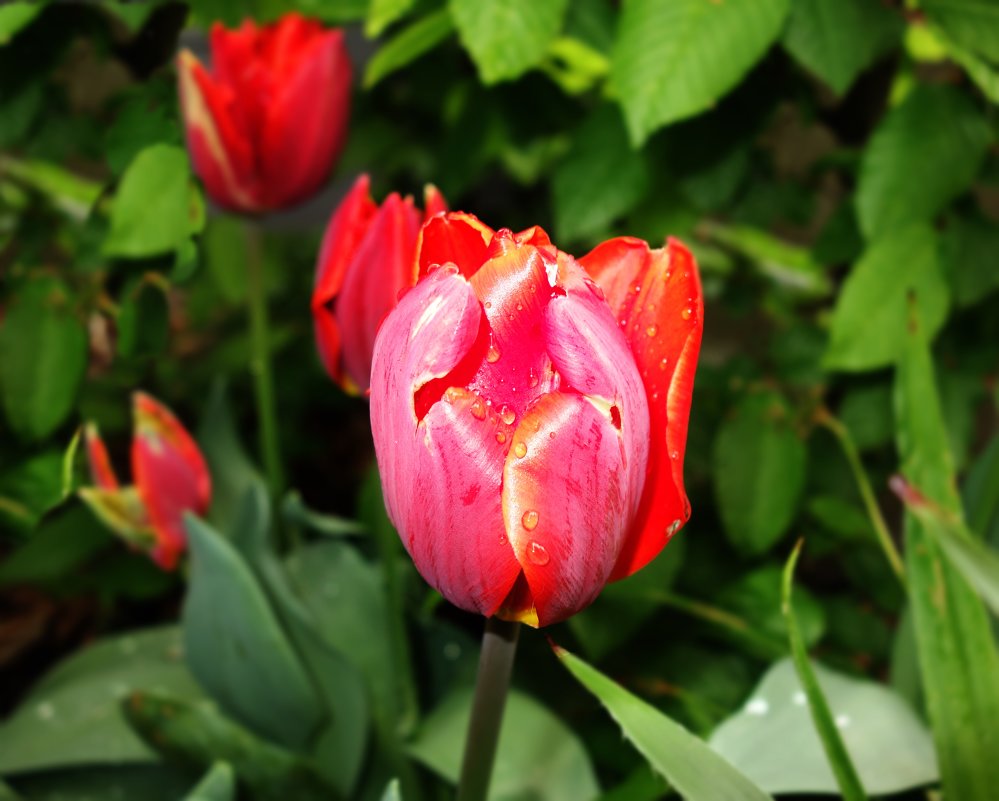 "Пылают счастьем красные тюльпаны..." - Galina Dzubina