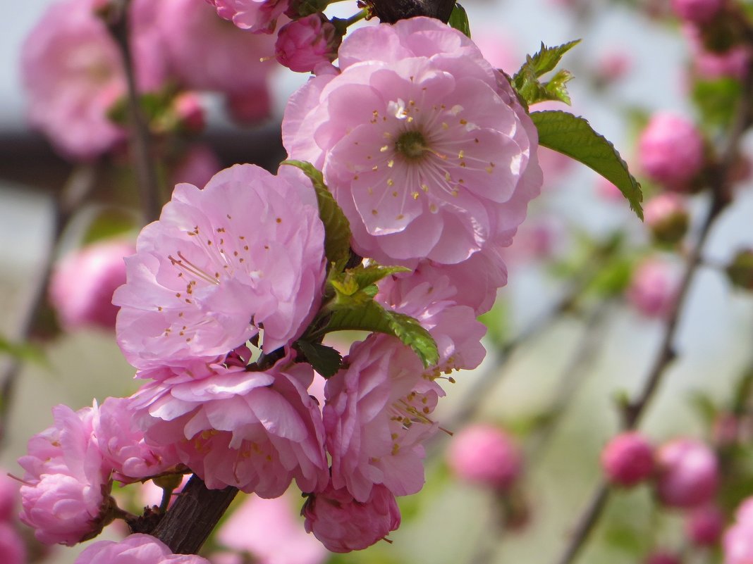 Красавица луизеания во время цветения напоминает розовое облако - Татьяна Смоляниченко