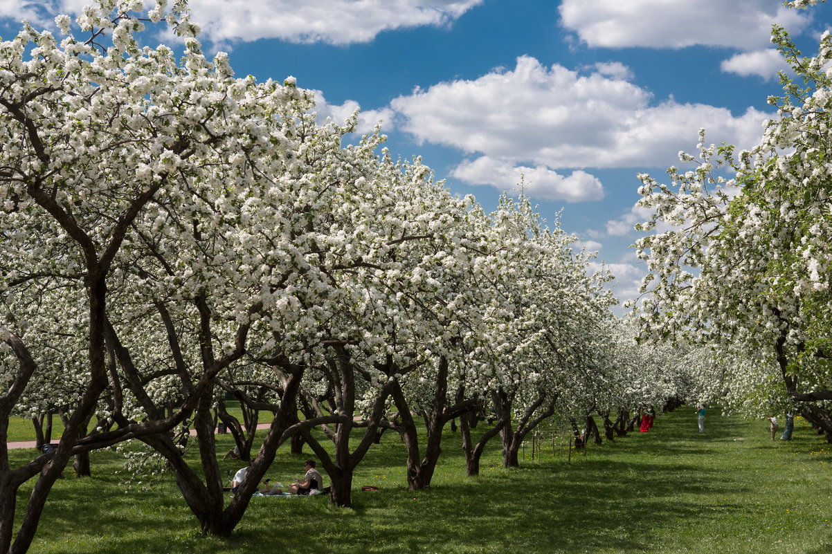 коломенскоев период цветения яблонь - юрий макаров