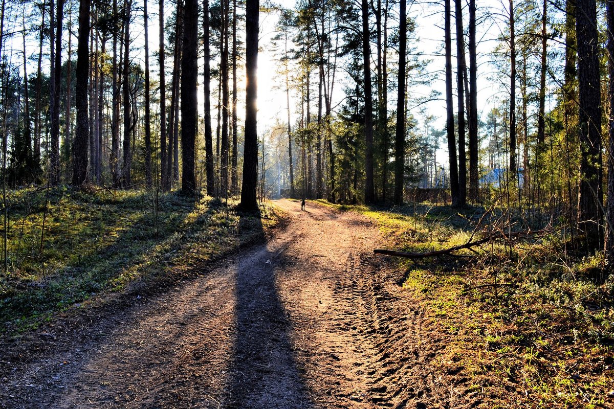 дорога в бору - saceol 