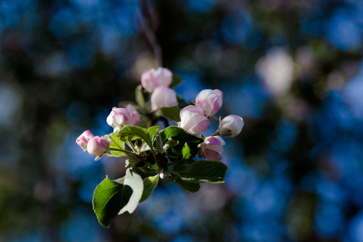 яблоня в цвету - Мария Корнилова