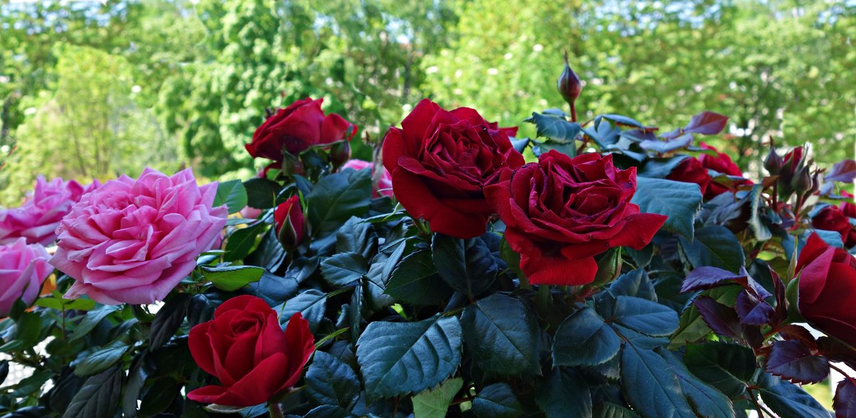 "Ах эти розы, их живая роскошь -  Отточен каждый нежный лепесток...."(Вид с балкона) - Galina Dzubina