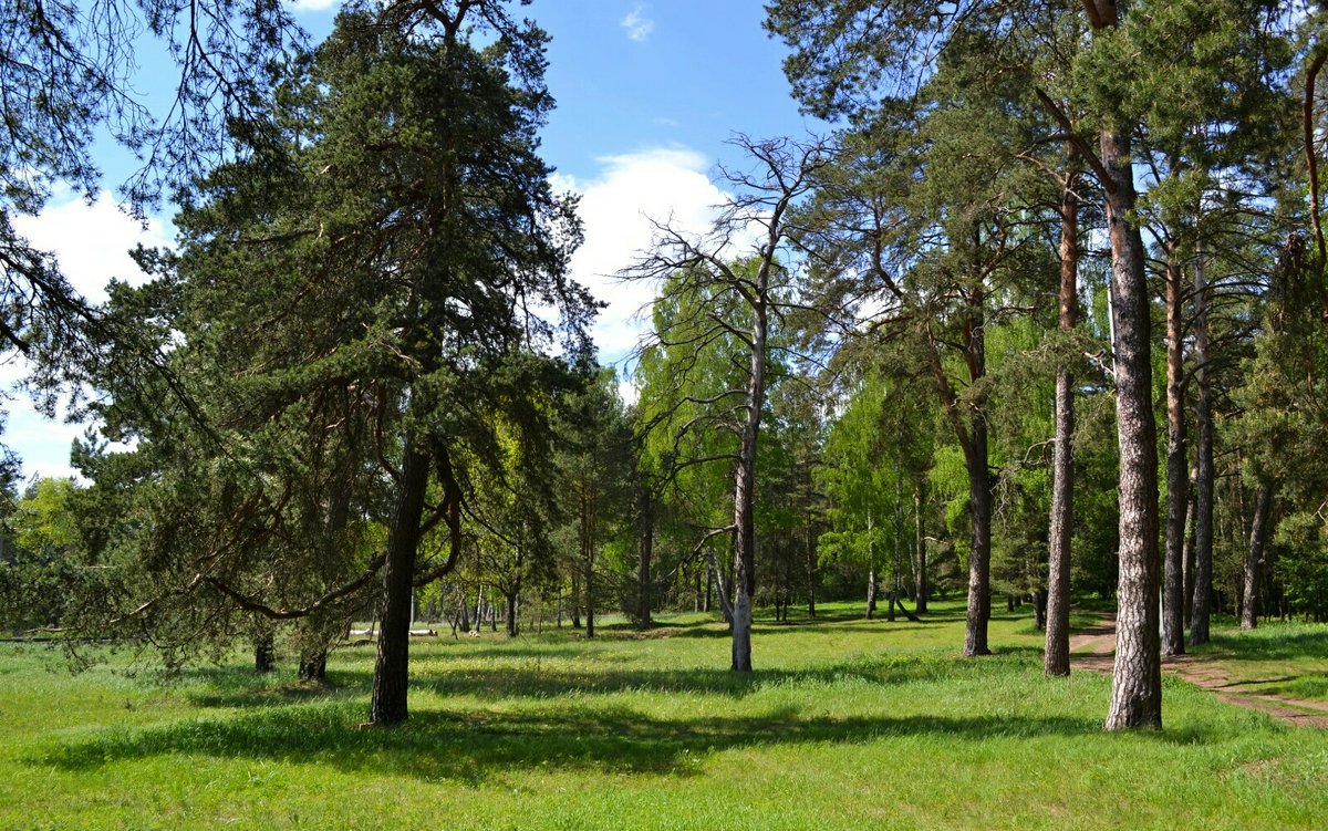 В майском лесу под Смоленском - Милешкин Владимир Алексеевич 