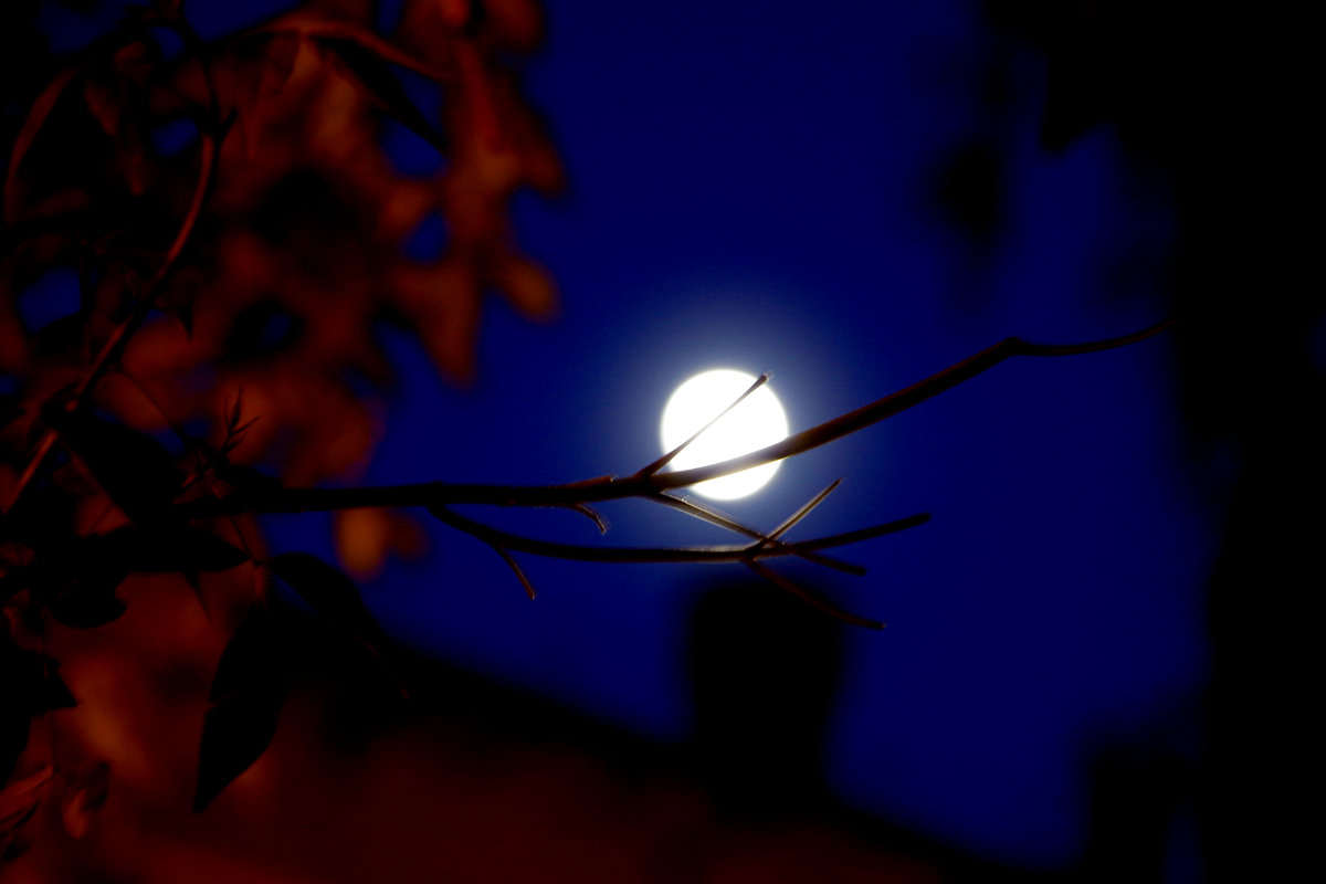 Луна, запутавшаяся в листве - Нина 