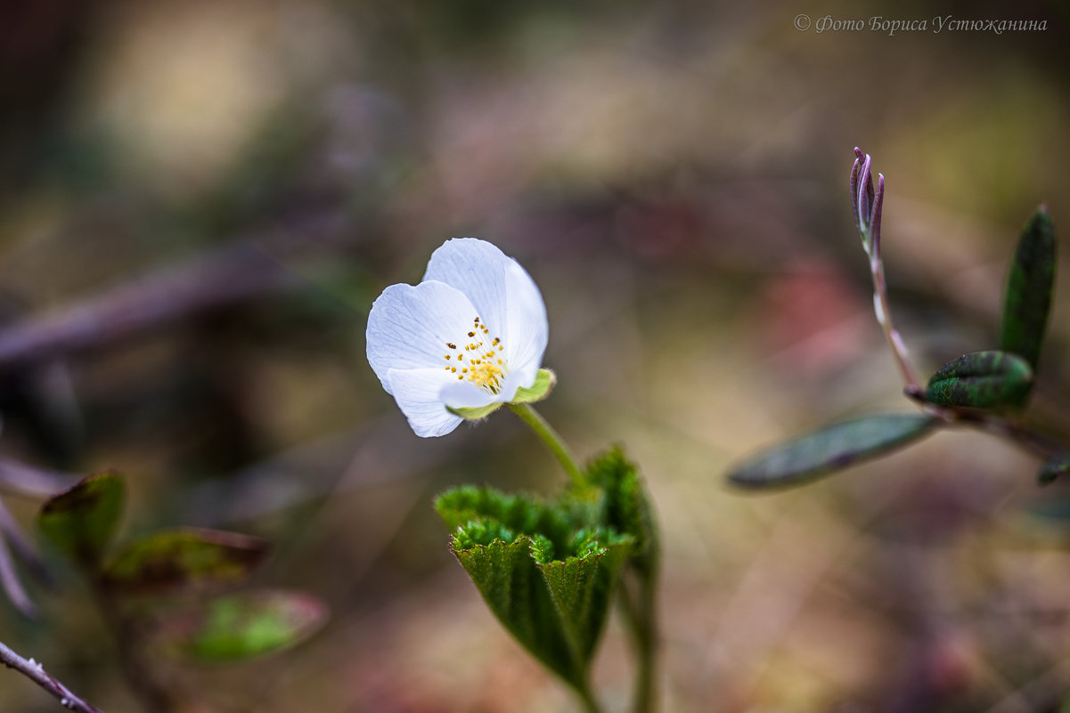 Цветет морошка на болоте - Борис Устюжанин
